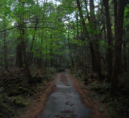 Aokigahara 05.jpg